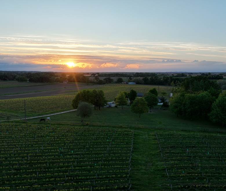NID DU COUCOU VIGNOBLE