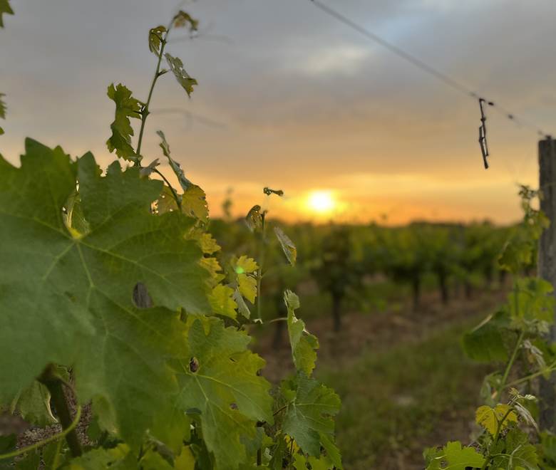 Le vignoble du marmandais
