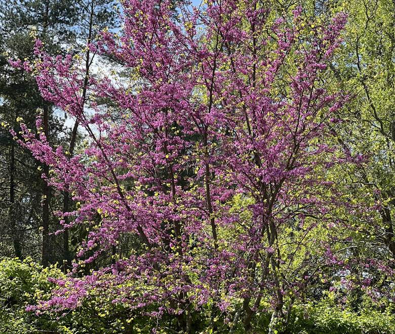 Arbre de Judée au printemps