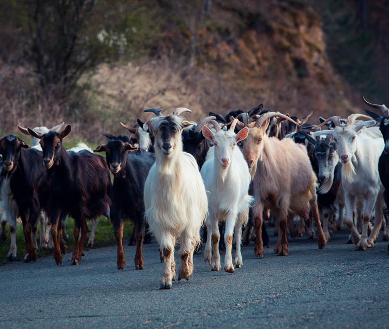 troupeau de chèvre Corse