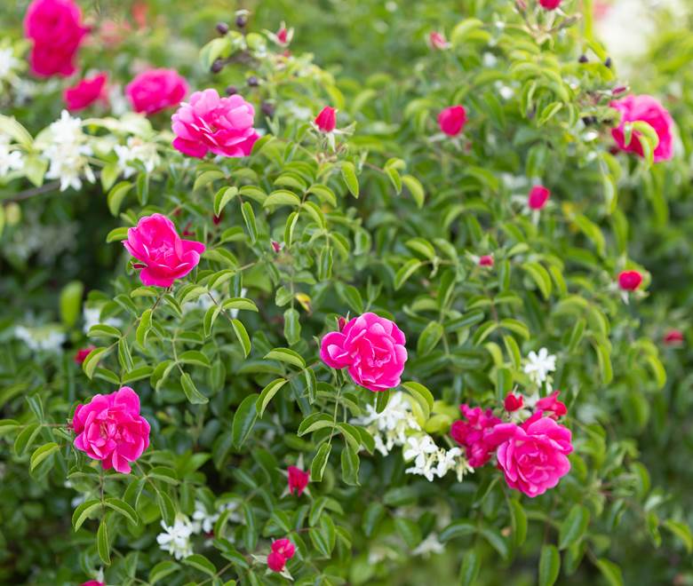 Roseraie du mas des figues