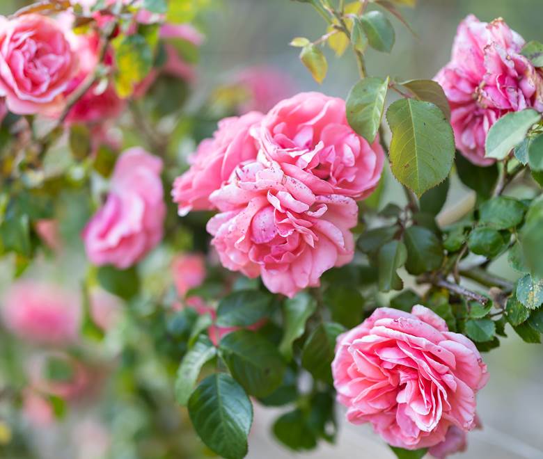 Roseraie du mas des figues