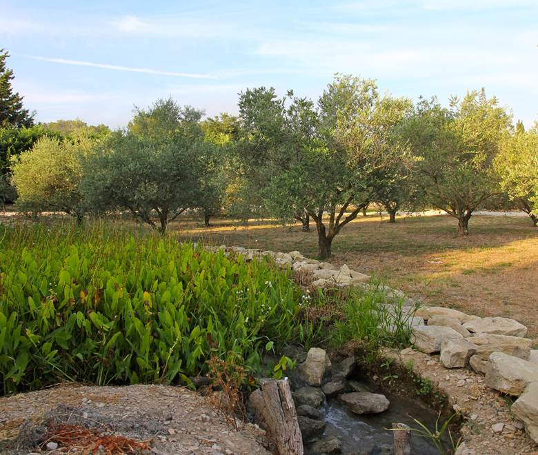 oliviers-domaine-bio-alpilles