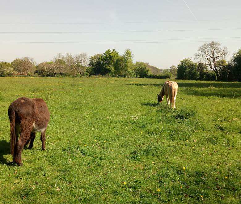 Pédro et Mirabelle, les voisins des chambres d'hôte  du Moulin de la Retardière à Orvault