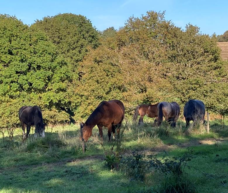 Gohic_Chevaux