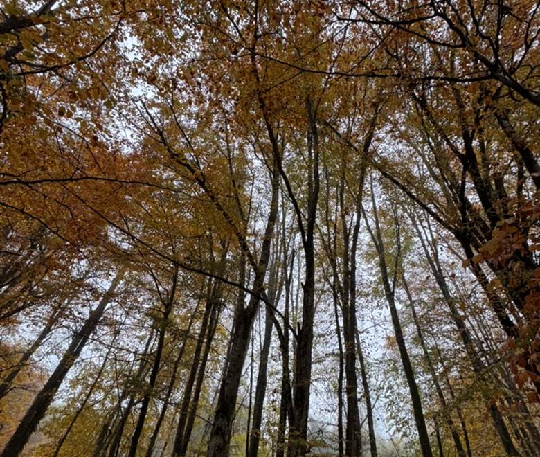 O Moulin du Fieux - Automne sous les hêtres