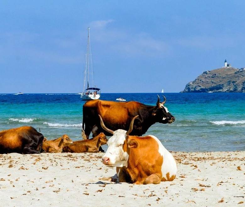 Détente sur la plage de Barcaggio