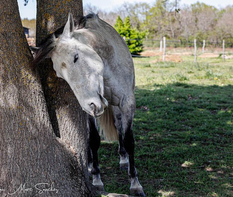 Le nid du coucou - notre ami l'âne