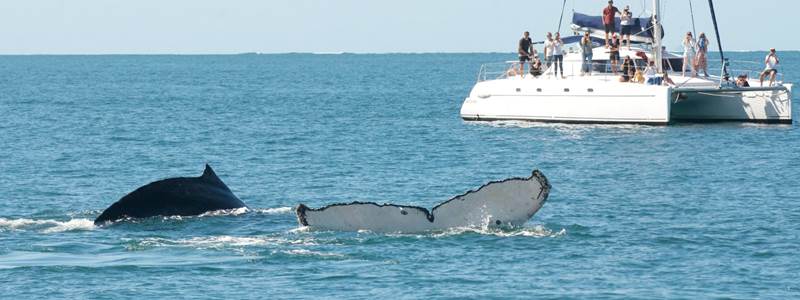 Sortie journée baleine avec Dalocean