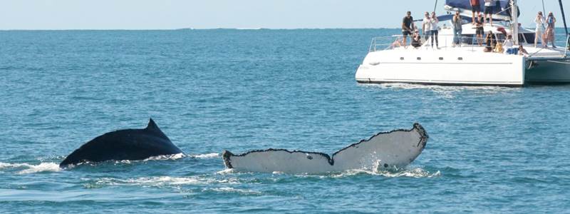sortie baleine weekend