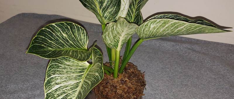Philodendron Birkin