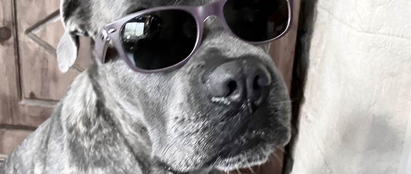 Chien vacances