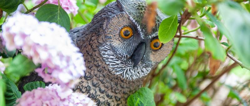 L'Heure Bleue•2020-07-10_Pidz-124•WEB