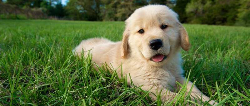 nom-de-chien_header_GettyImages-185743593