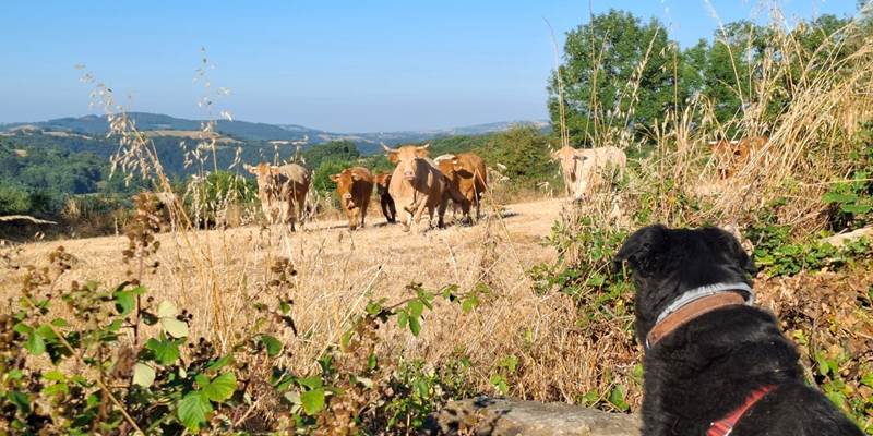 chien-vaches-campagne-aveyron-slow-life-saisonnee-centres-options