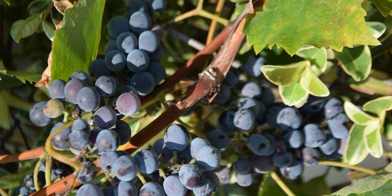 Les grands vins de Cahors