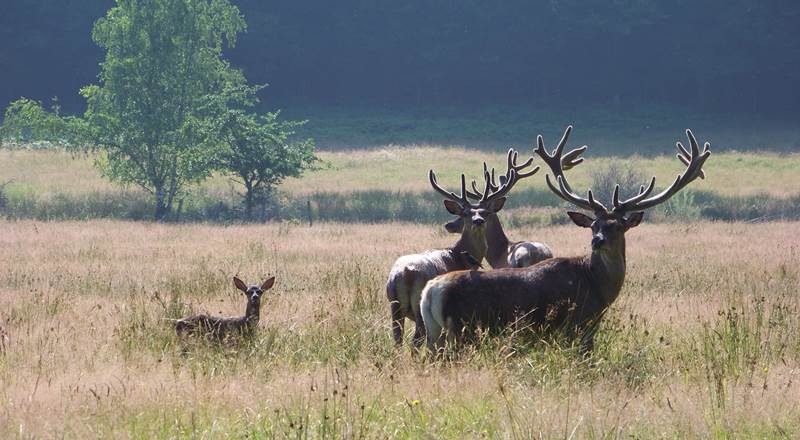 cerf EFFO-img-around