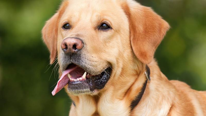 labrador-retriever-1210559_1280