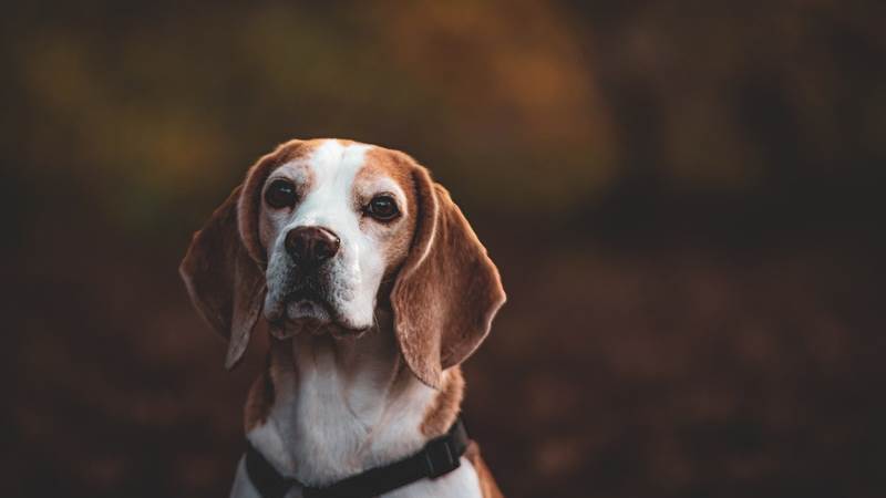 animaux de compagnie