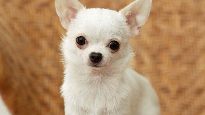 Chihuahua-4