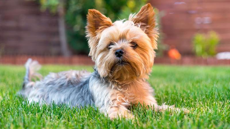 shutterstock_547062616-1