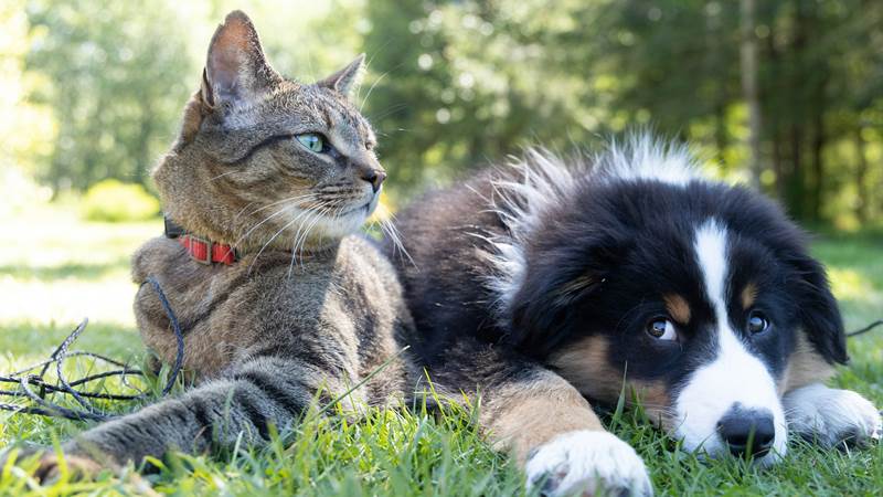Animal compagnie