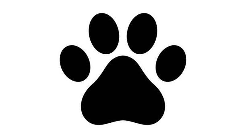 Accueil chien