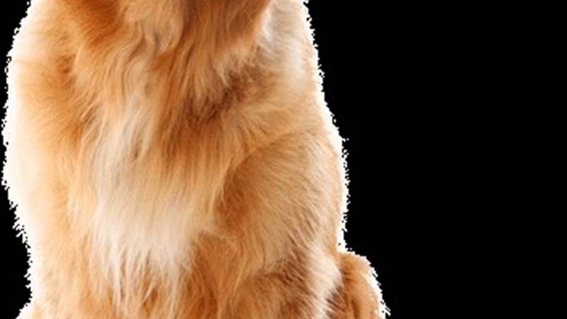 chien