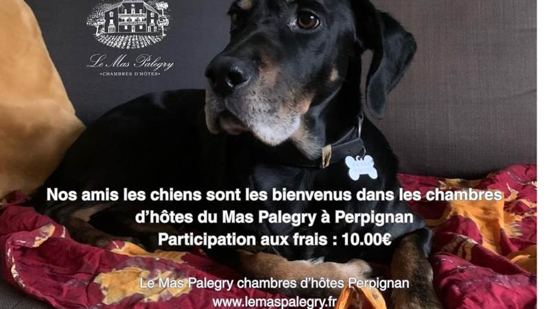 chiens