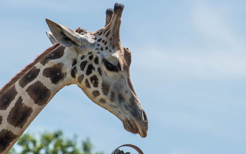 zoo-du-reynou-haute-vienne-15