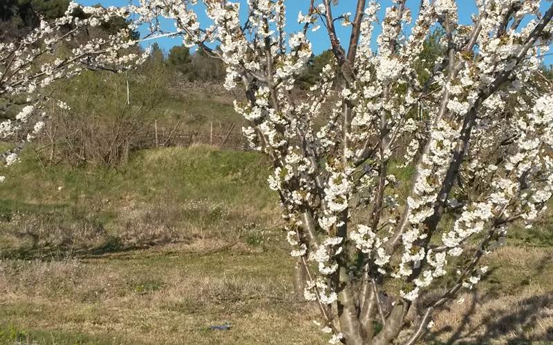 nos cerisiers en fleur