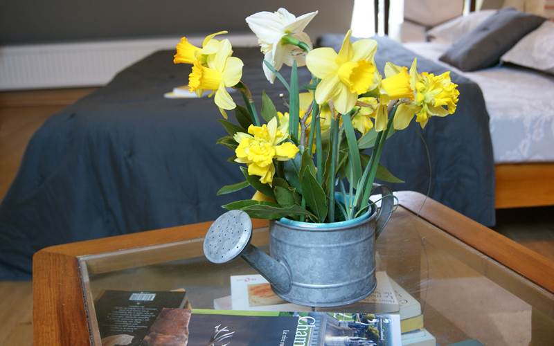 quelques jonquilles du jardin