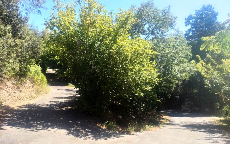 Depuis St Jean à Droite, Les Jardins D'Arbousse à Gauche