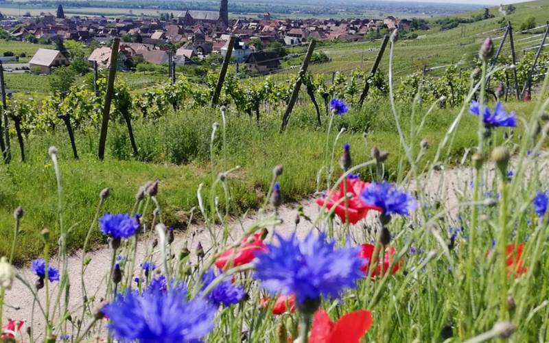 Dambach-la-ville