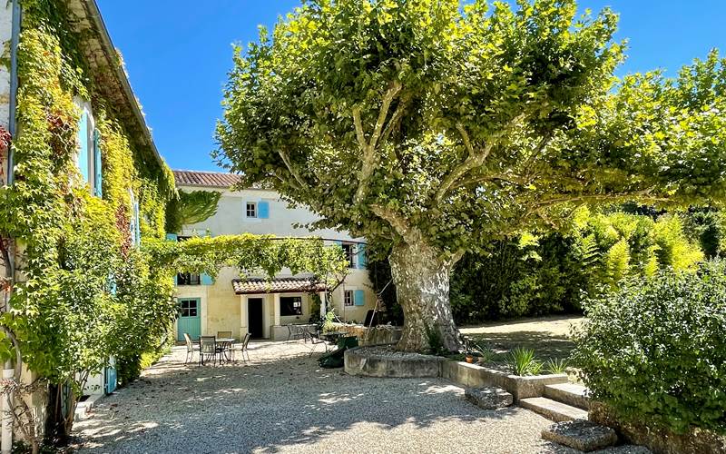 Les platanes centenaires