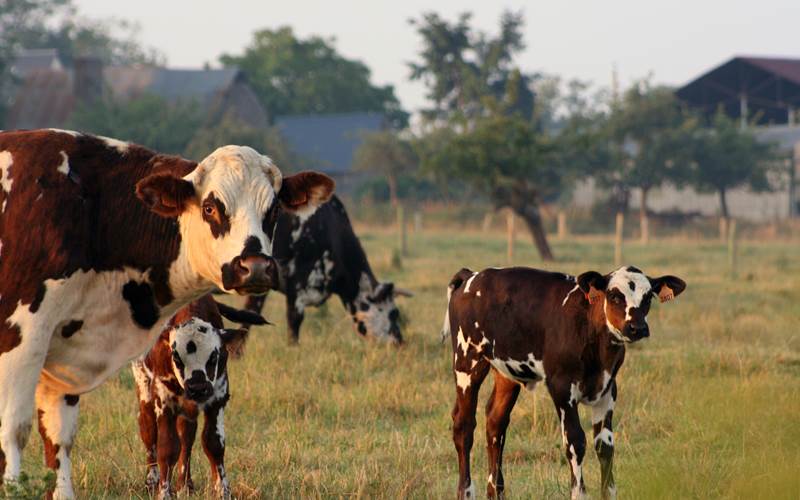 calvados-vache-veau11-CALVADOS-TOURISME-libre-photo-around