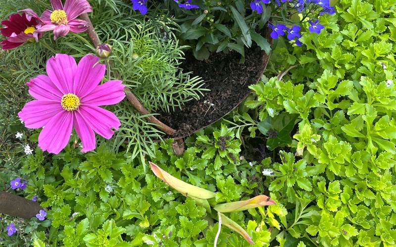 Jardin fleuri