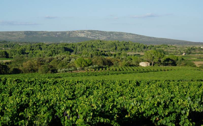 Collines de la Moure et Eoliennes