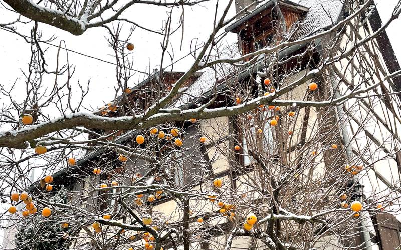 Le plaqueminier en hiver