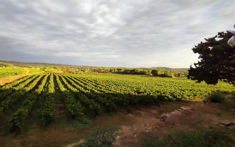 Vignes MasdeBayle
