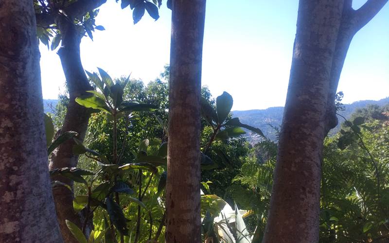 Le Jardin