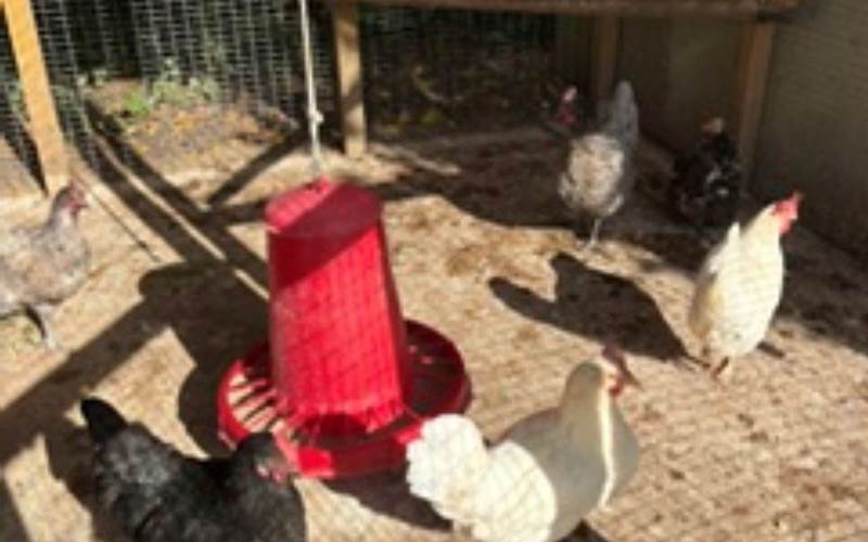 Les poulettes B