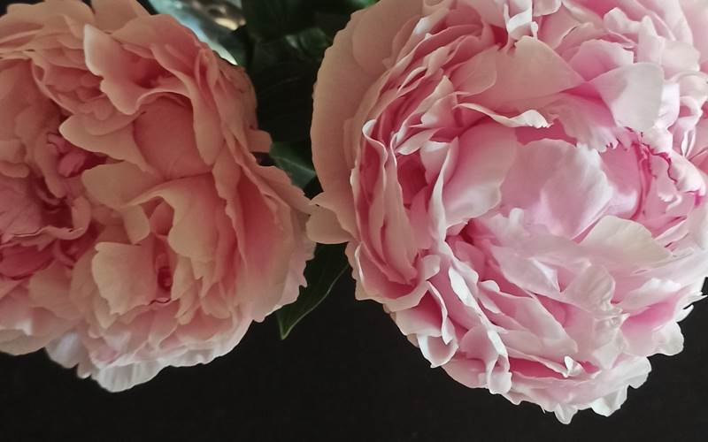 pivoines du jardin