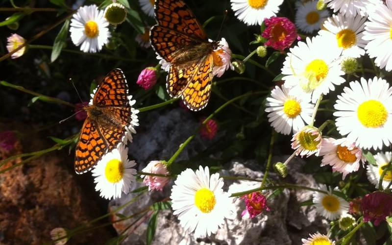 Papillons