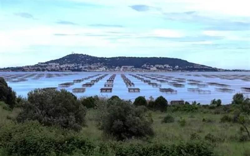 Sete Etang de Thau