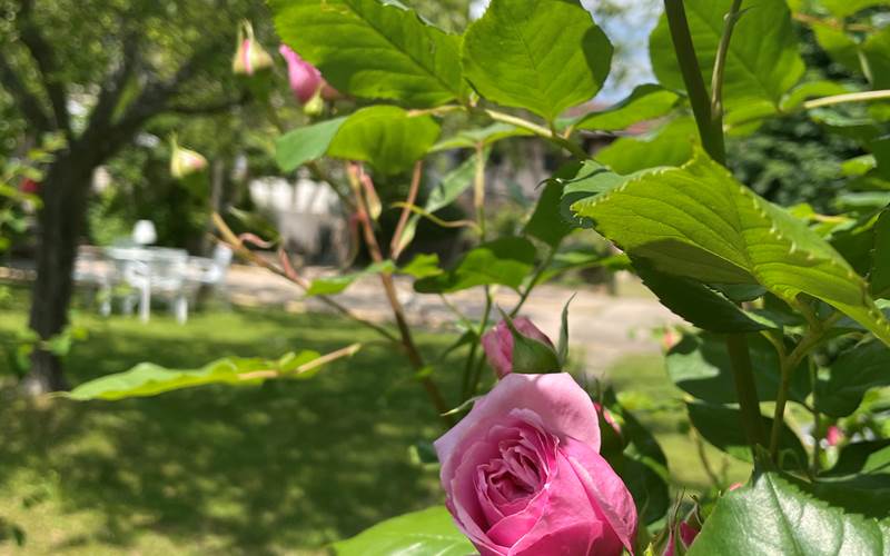 Le jardin fleuri