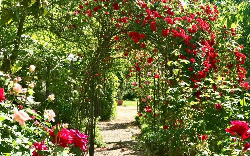 Notre allée de roses