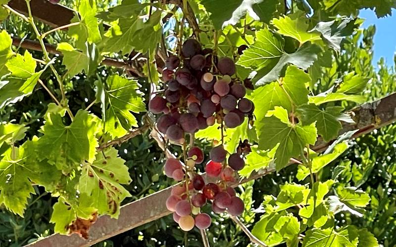 Le raison et la vigne