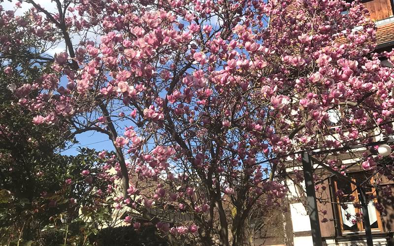 Le Magnolia