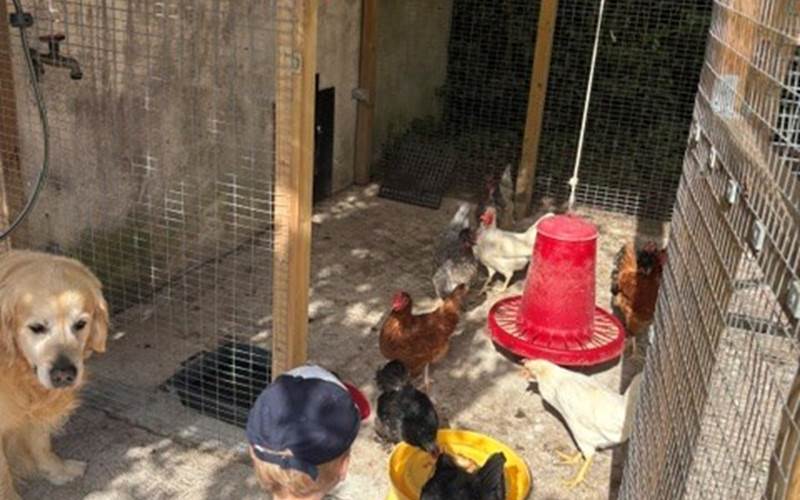 La découverte des poules